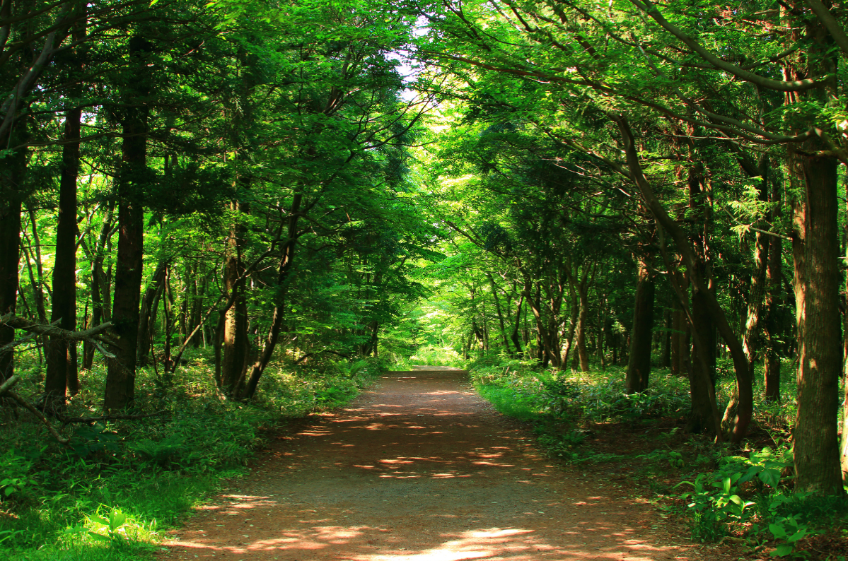 Hypnotherapy forest path